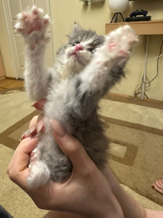 Котёнок пушистый