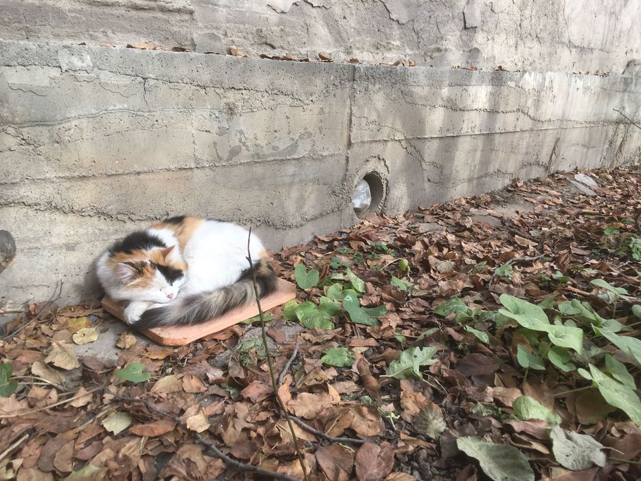 Отдам кошечку в добрые руки.