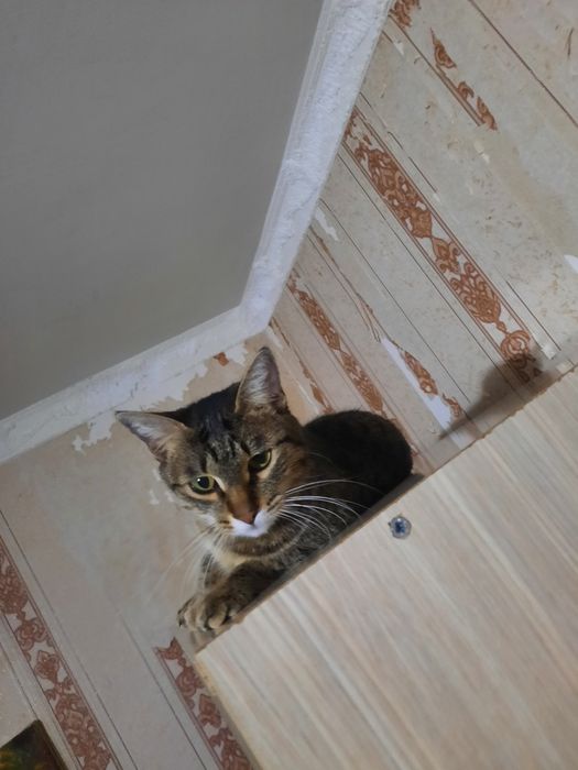 Отдам бесплатно кошка 1 год 7 месяцев