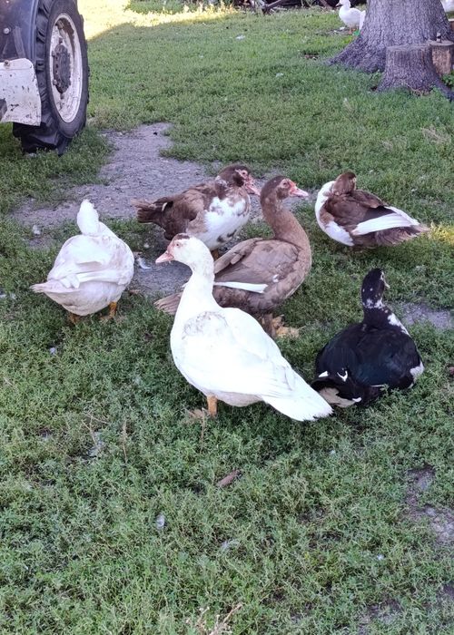 Продам индоуток трёхмесячных