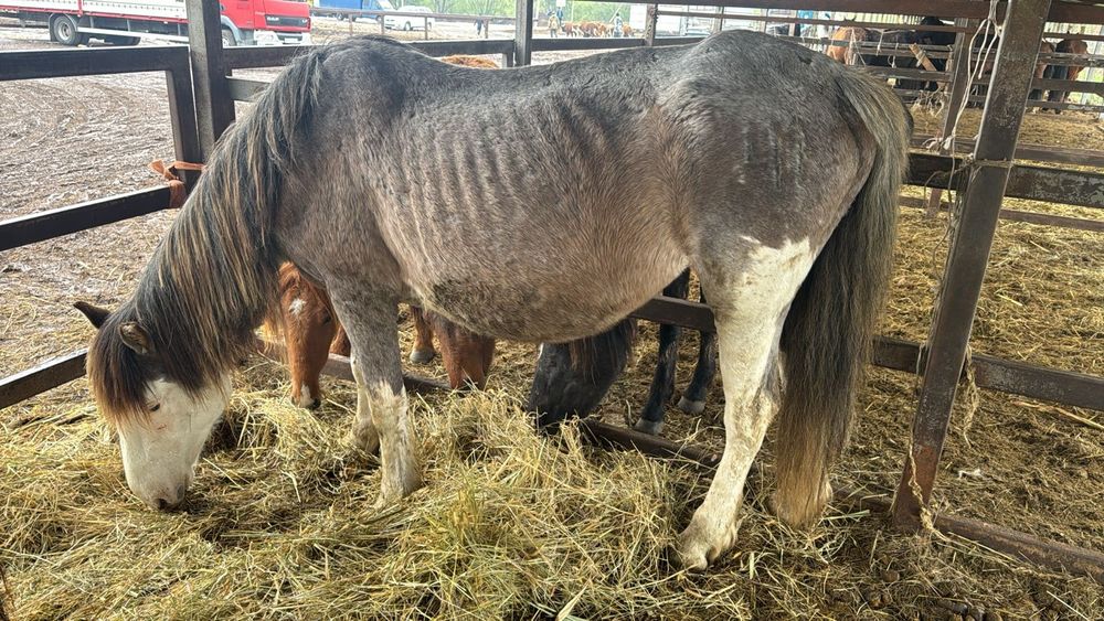 Туатын бие (жеребая кобыла)