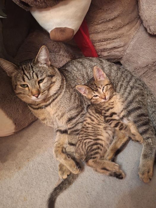 Отдам котят бесплатно