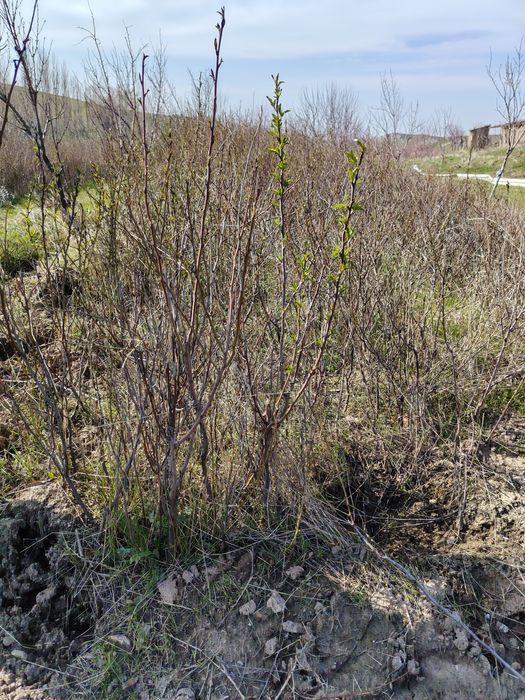 Bodom koʻchat bor optim narhda