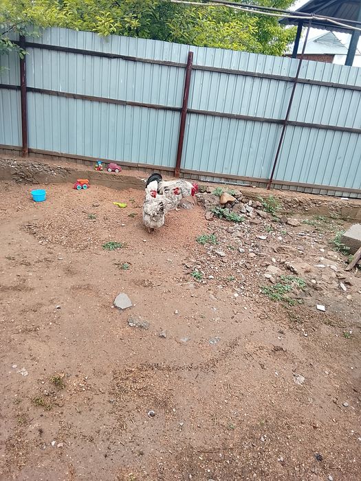 Адилер тауықтары