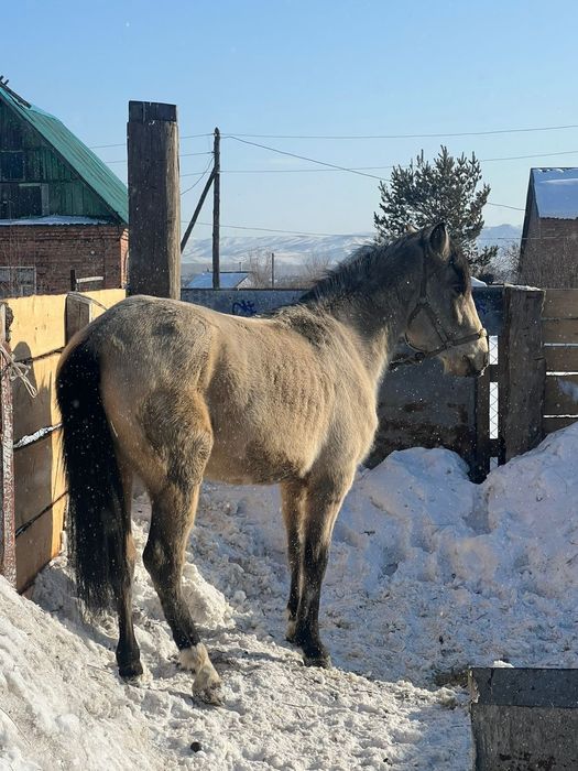 Құнан сатылады. 2 жаста