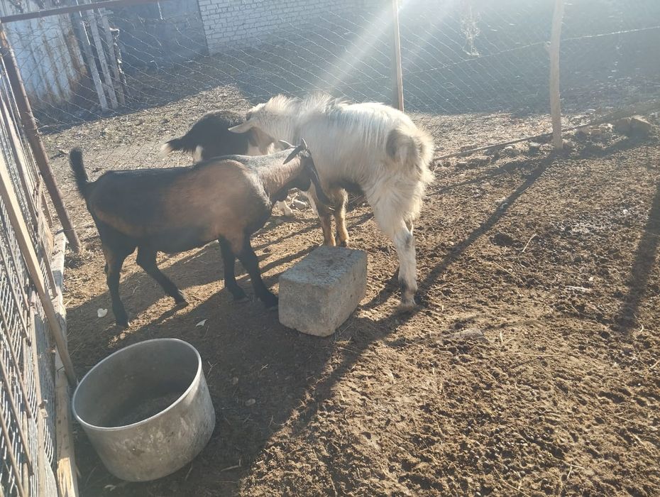 Продается козлик чисто англо нубиское порода