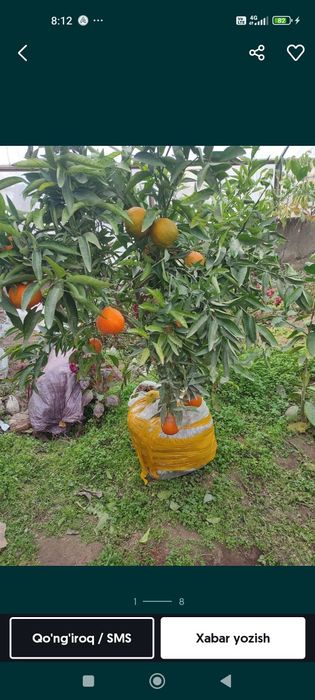 Lemon,apelsin koʻchatlari