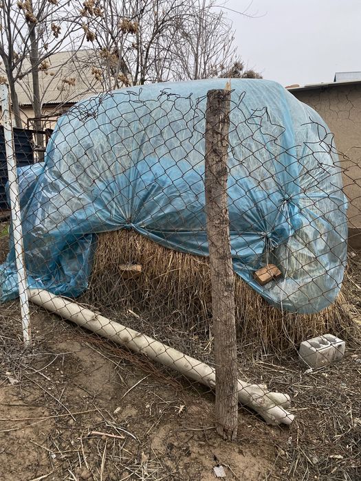 Шөп жаңышқа суданка арала