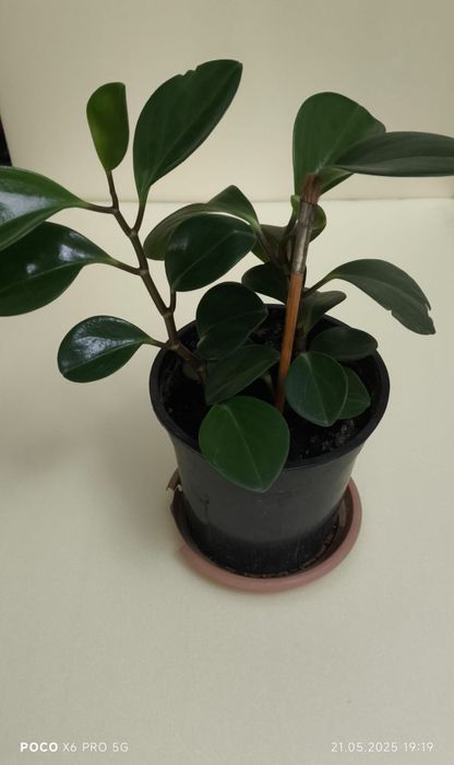 Пеперомия туполистная