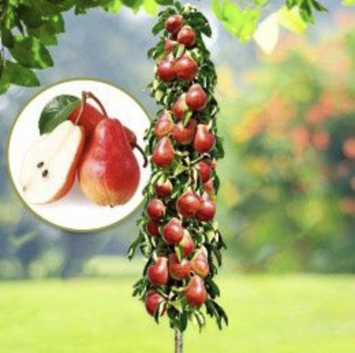 Pomi fructiferi columnari pe rod