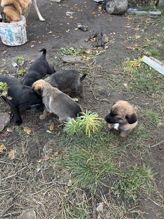 Отдам щенят в добрые руки полтора месяца