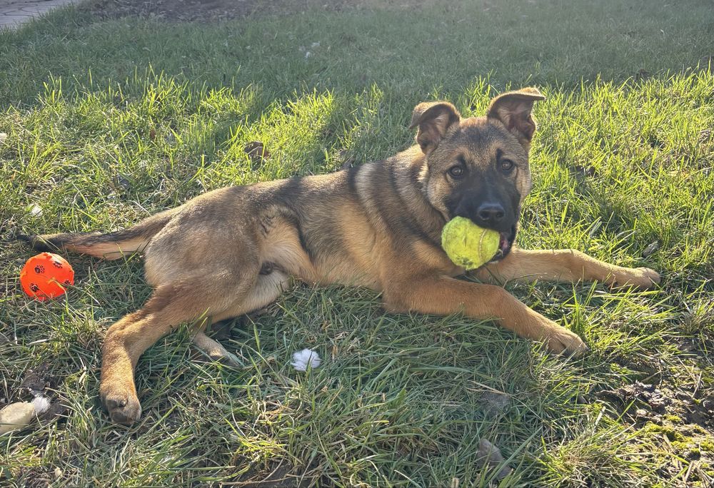 mix de ciobanesc belgian spre adoptie