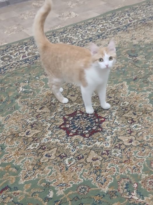 Отдам кошку в хорошие руки