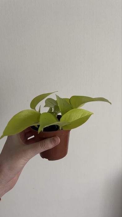 Эпипремнум неон лайм