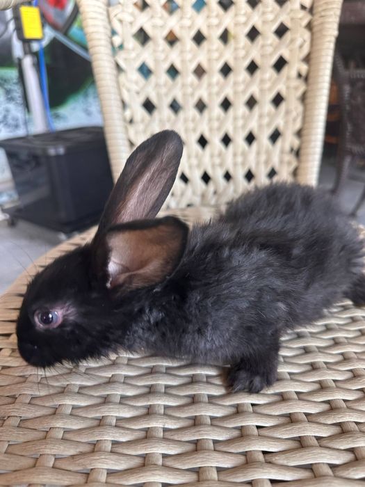 Quyon bolalari arzon narxlarda