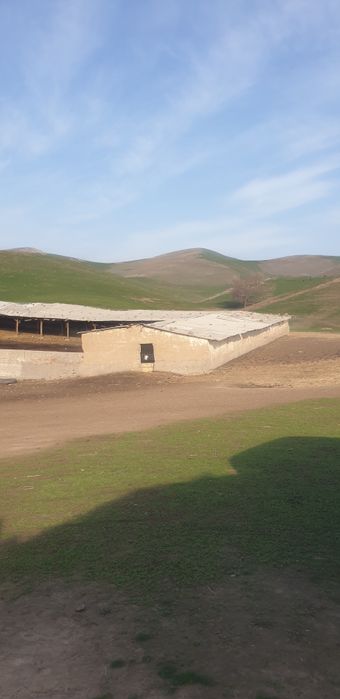 Куй кура сотилади 15 сотих куй бокишга мулжалланган