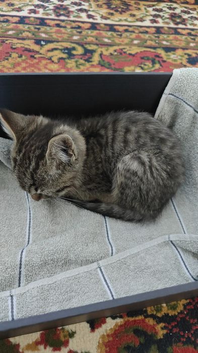 Отдам котенка мальчика в добрые руки