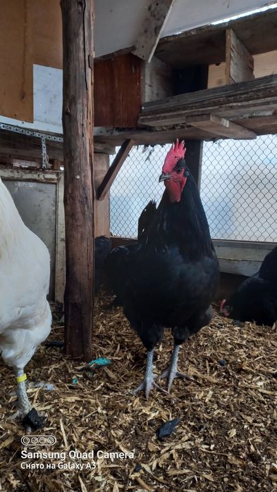 Продажа яйцо на инкубацию