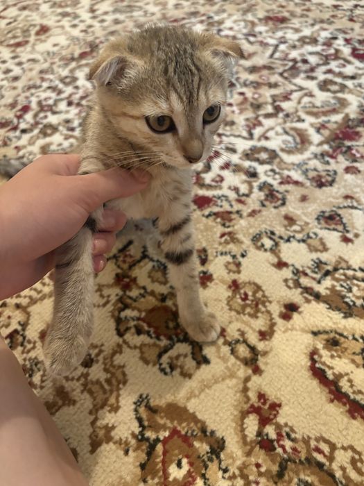 Кошки 3 месяц,кошки 3 месяц