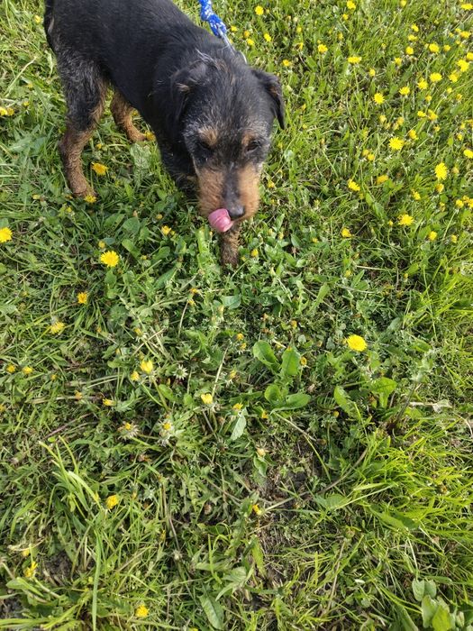 Vând câine de vânătoare jack terrier