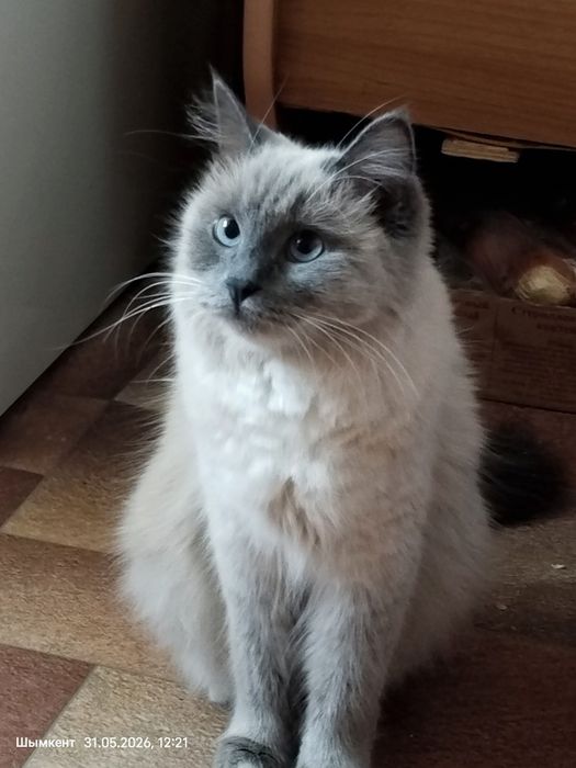 Кошка сиамская 2 года