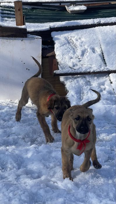 Продам щенков тазы(девочки)