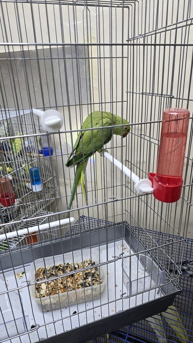 Ожереловый попугай