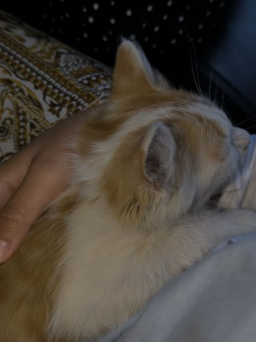 Рыженький котенок