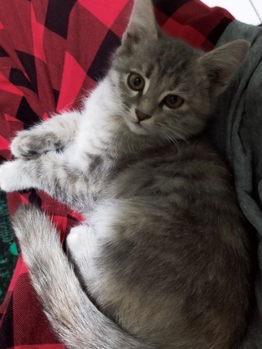 котята ищут дом!!
