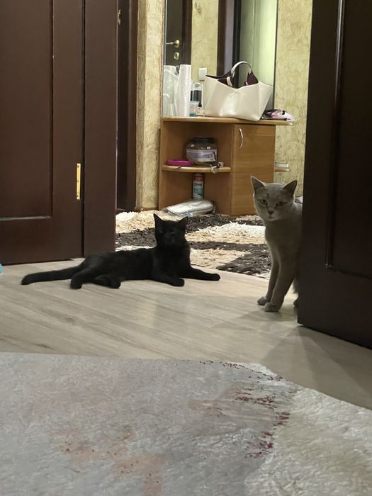 Отдам в добрые руки