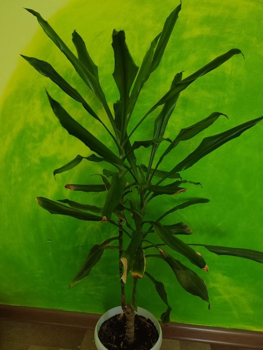 Продам комнатные цветы