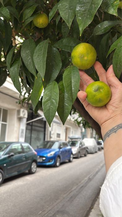 Лимонное деревце из Афин - Греция