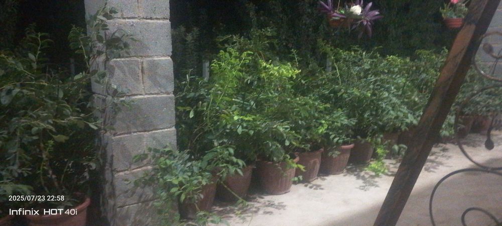 Zomin tumanida  arzon