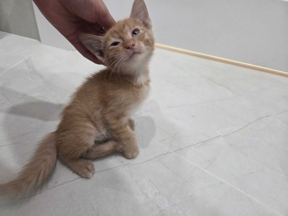 Котенок, девочка