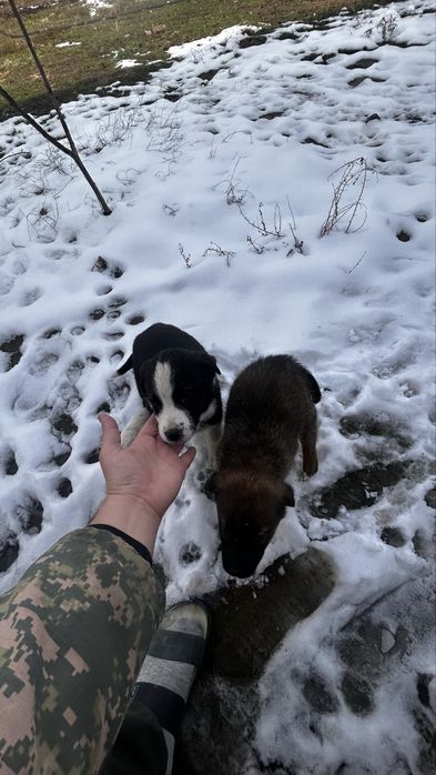 2 күшік бар қарасы еркек қоңыры ұрғашы