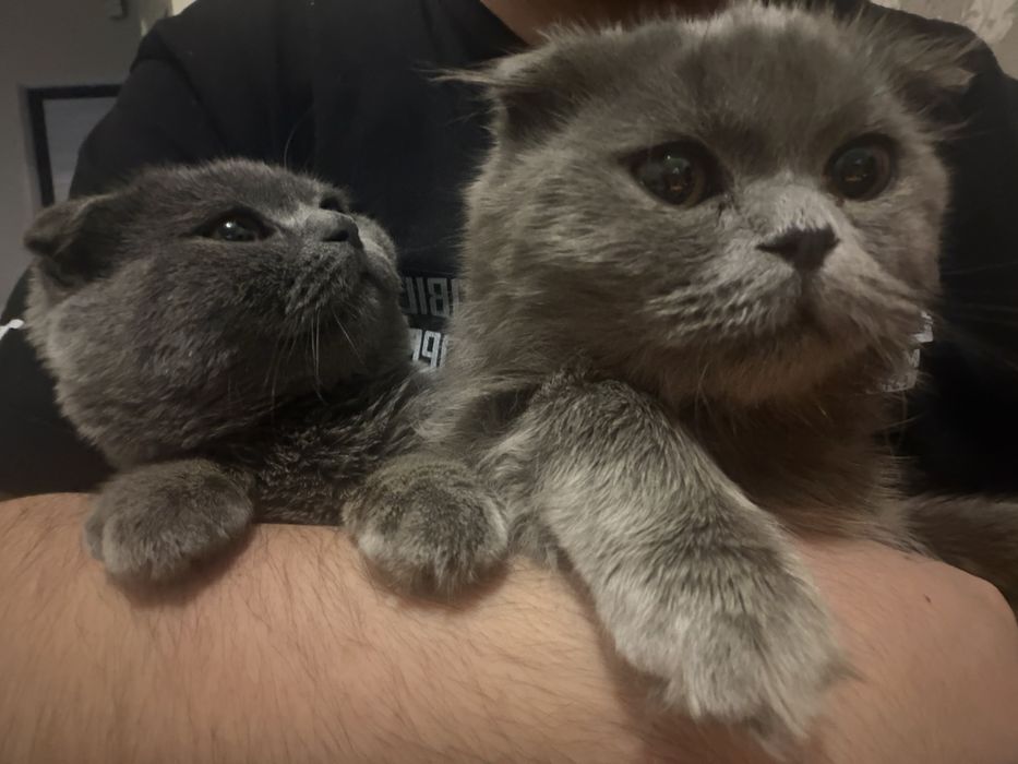 КОТЕНКИ, парочки