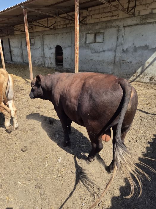 Tauri angus pentru reproducere