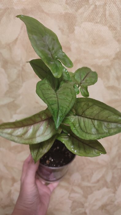 Сингониум ОрмМани