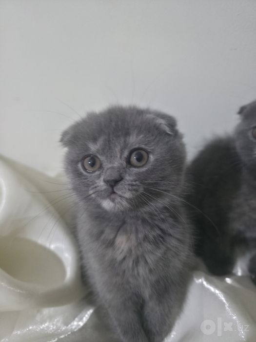 Продается кошки и котёнок
