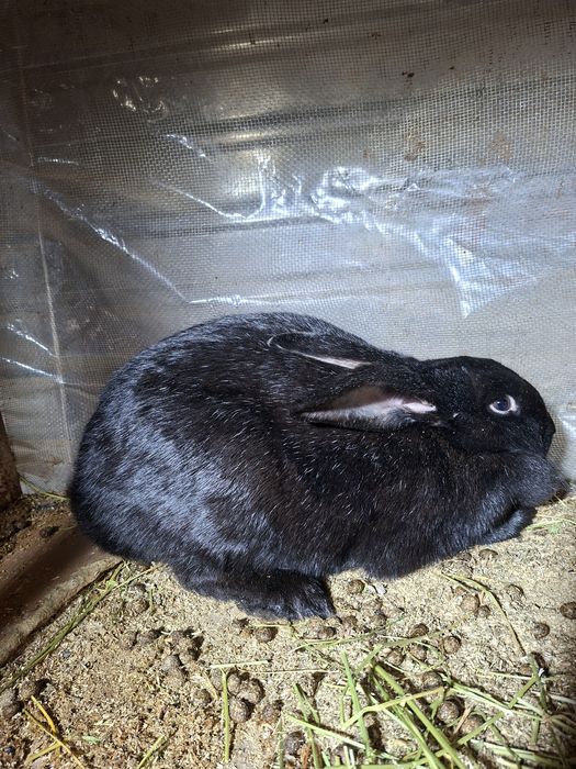 Аналик коян сатилади