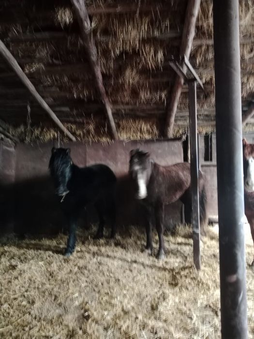 Продам 2 Жеребца