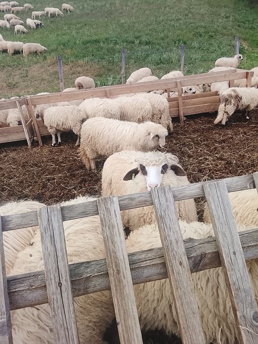 Vând miei și mieluțe de sămânță