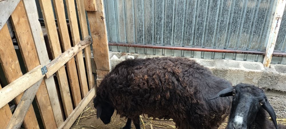 280000.Продам баранов токты