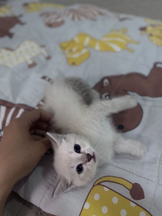 Отдам котят в добрые руки
