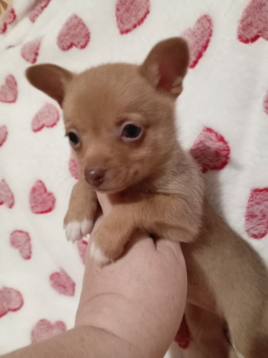 Продам щенков шпице тоя