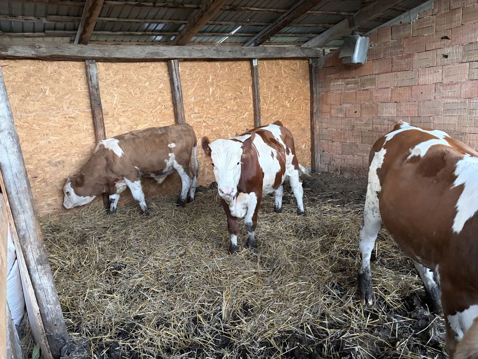 Vind vitei intre 200-300kg
