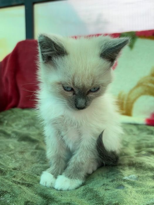 Котят маленькие.