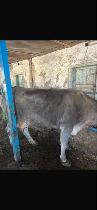 Коровы бычки на откорме