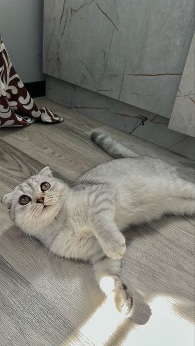 Шотландский вислоухий котенок (Скоттиш-фолд), 7 месяцев
