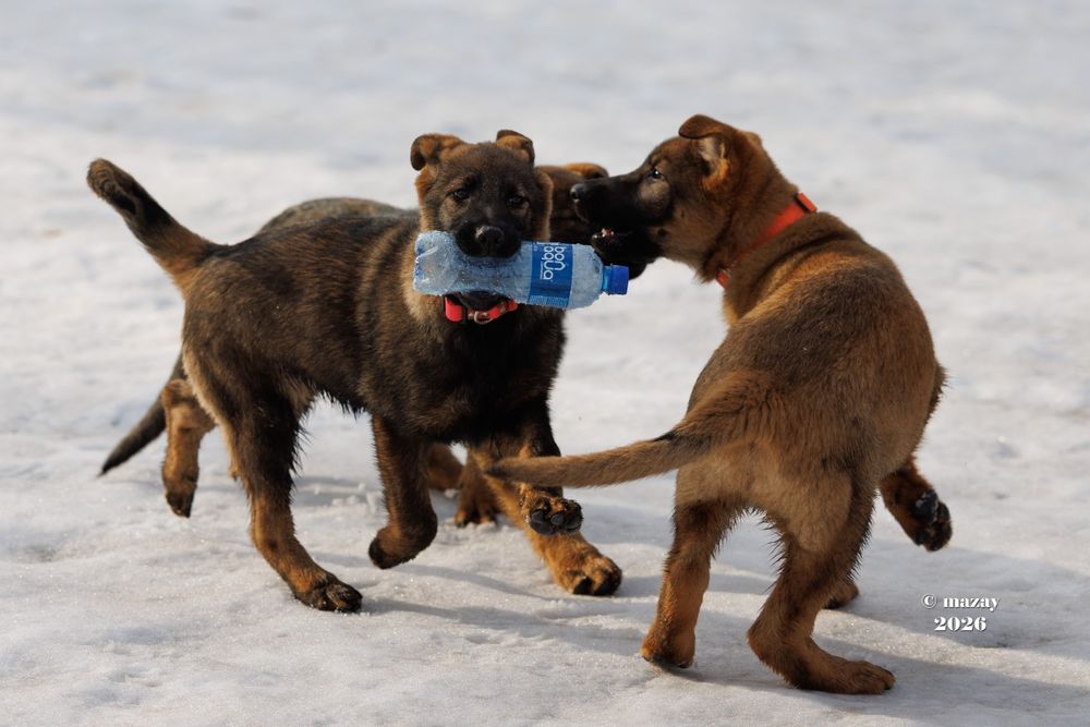Щенок немецкой овчарки